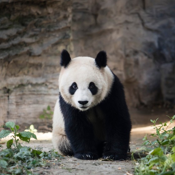 Zoo de Beauval autrement